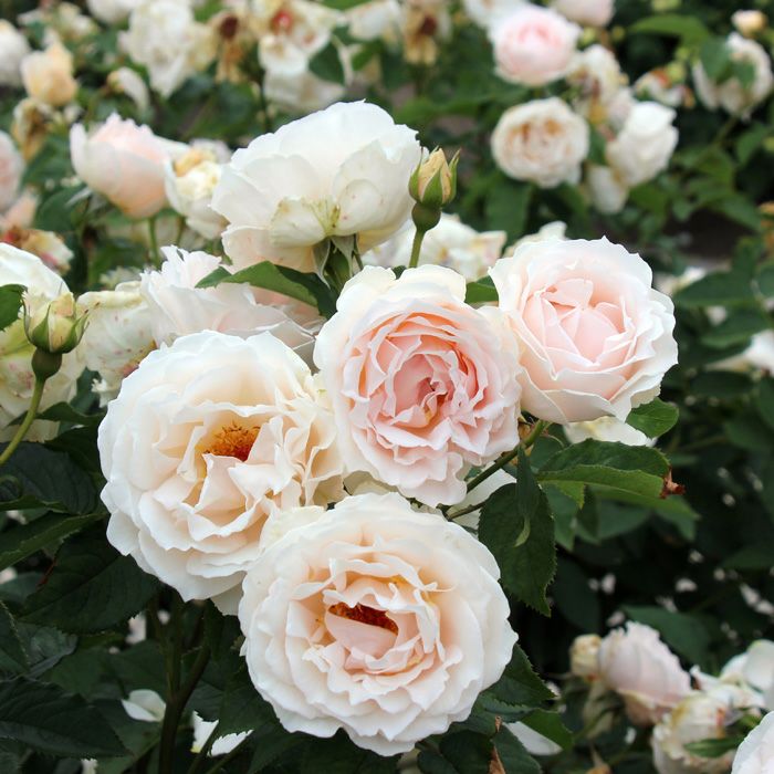 淡いピンクの房咲きのバラ「リヴェール」の画像