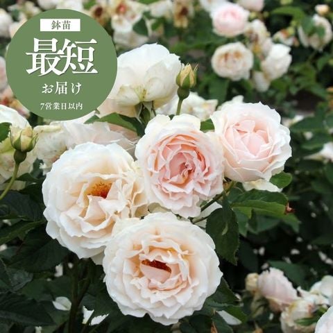 木立・大型のバラ120～180cm ｜バラと庭あそび京阪園芸公式ショップ 通販