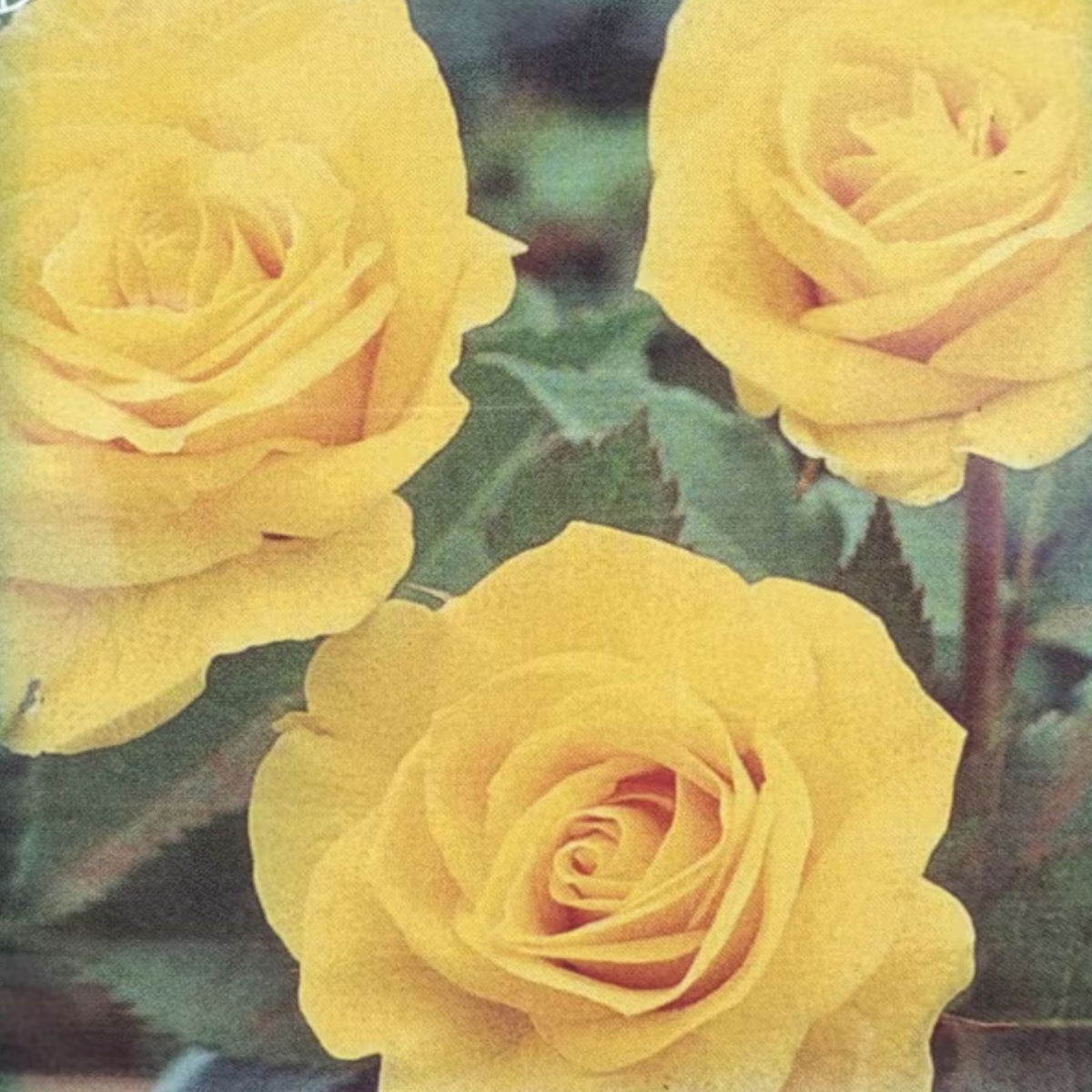 黄色のつるバラ「エバーゴールド」の画像