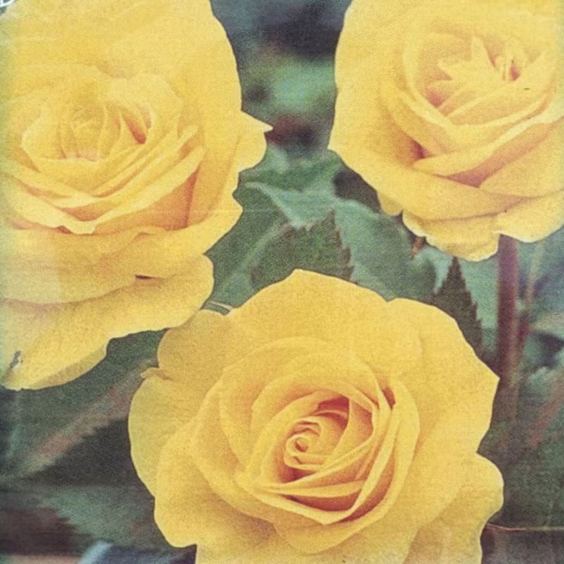 黄色のつるバラ「エバーゴールド」の画像