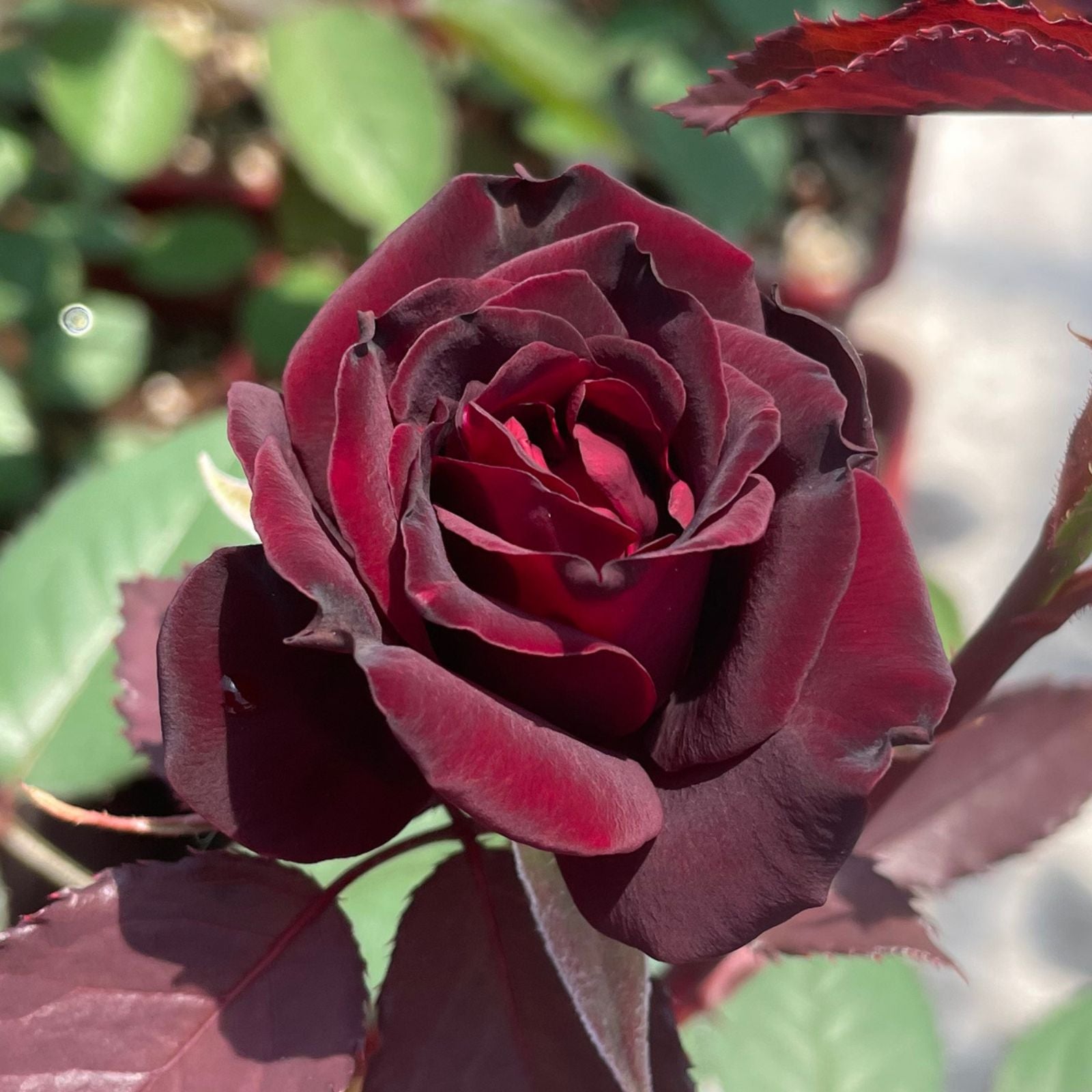 チョコレートブリュレ