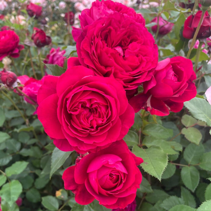 シックな赤色のバラ「グランディール」の画像