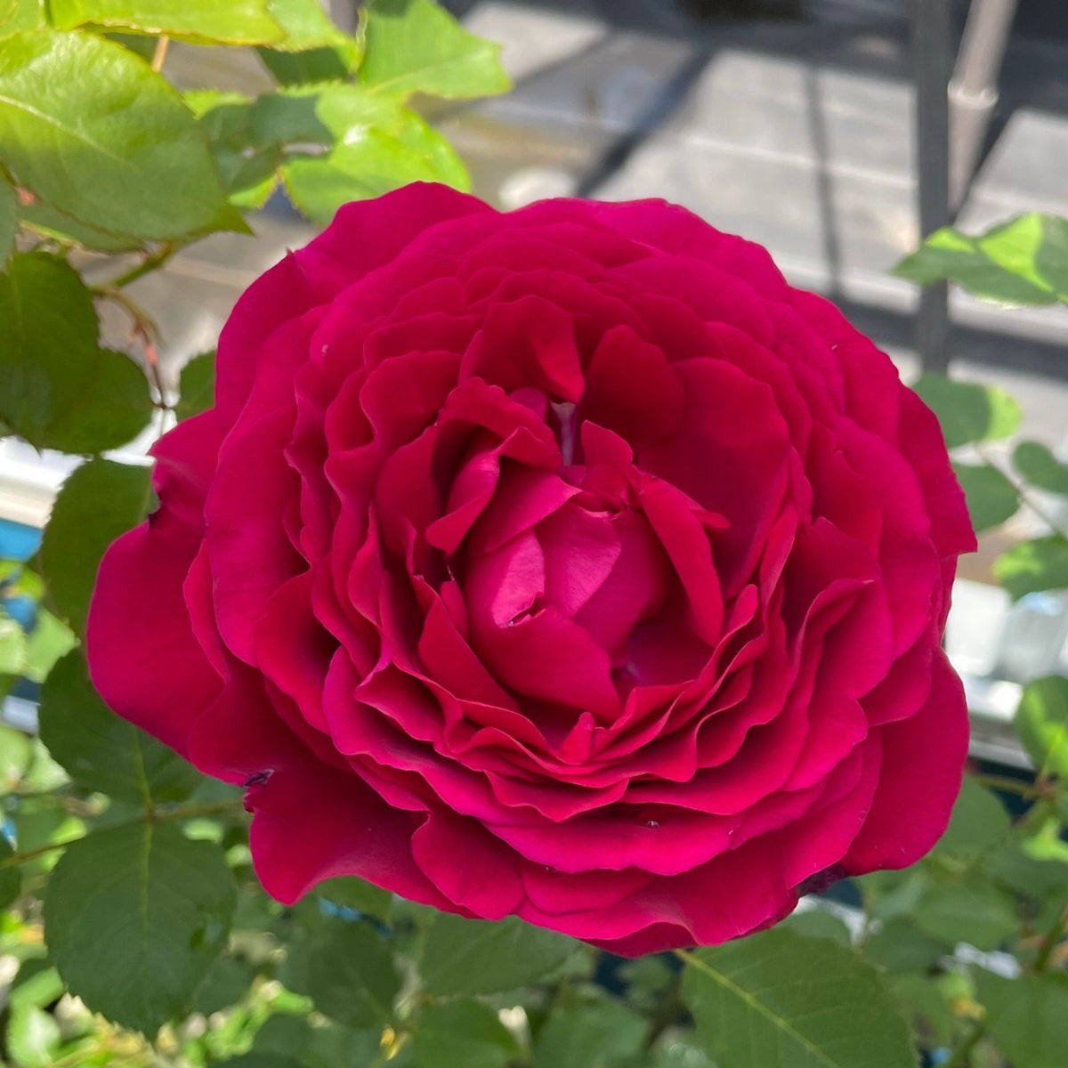 シックな赤色のバラ「グランディール」の画像