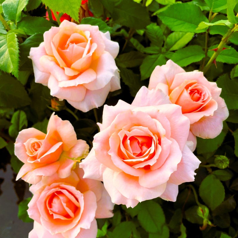 アプリコット色のバラ サンクスローズの画像