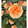 華やかなオレンジ色のバラ「カントリートレンドセッター」の画像
