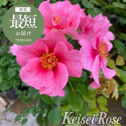木立・大型のバラ120～180cm ｜バラと庭あそび京阪園芸公式ショップ 通販