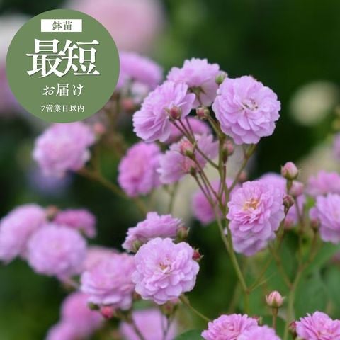 Patioタイプ(小中輪系四季咲きバラ) ｜バラと庭あそび京阪園芸公式