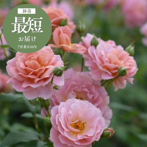 河本バラ園ブランドローズ ｜バラと庭あそび京阪園芸公式ショップ 通販