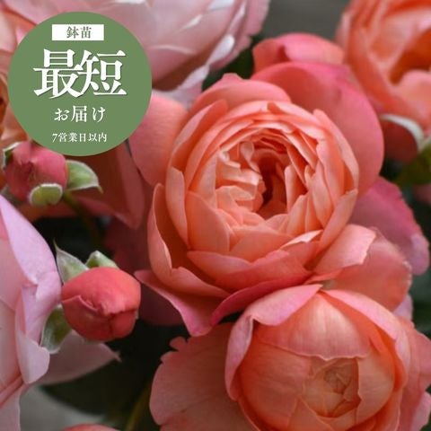今年の新品種のバラをご紹介｜バラと庭あそび京阪園芸公式ショップ