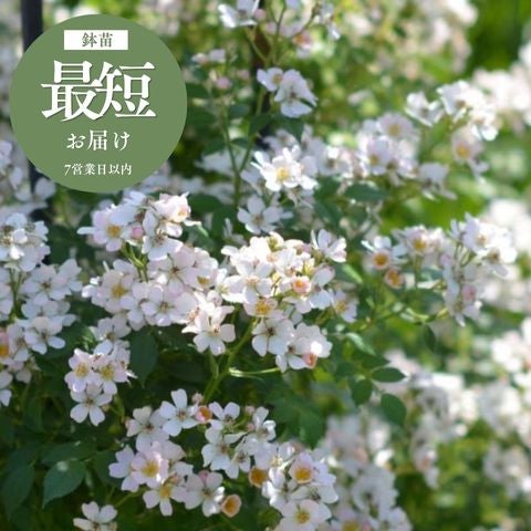 その他の新品種バラ苗｜バラと庭あそび京阪園芸公式ショップ 通販