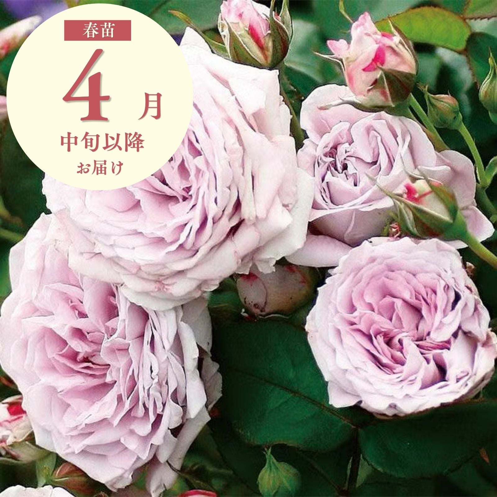NewRoses2026vol.39“新品種とバラの多様性”｜バラと庭あそび京阪園芸