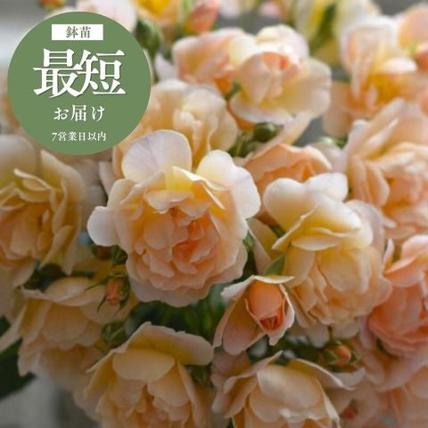 その他の新品種バラ苗｜バラと庭あそび京阪園芸公式ショップ 通販