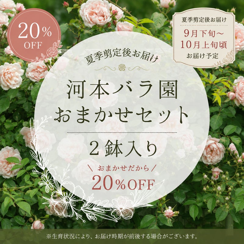 河本バラ園ブランドおまかせセット２鉢入りの商品画像