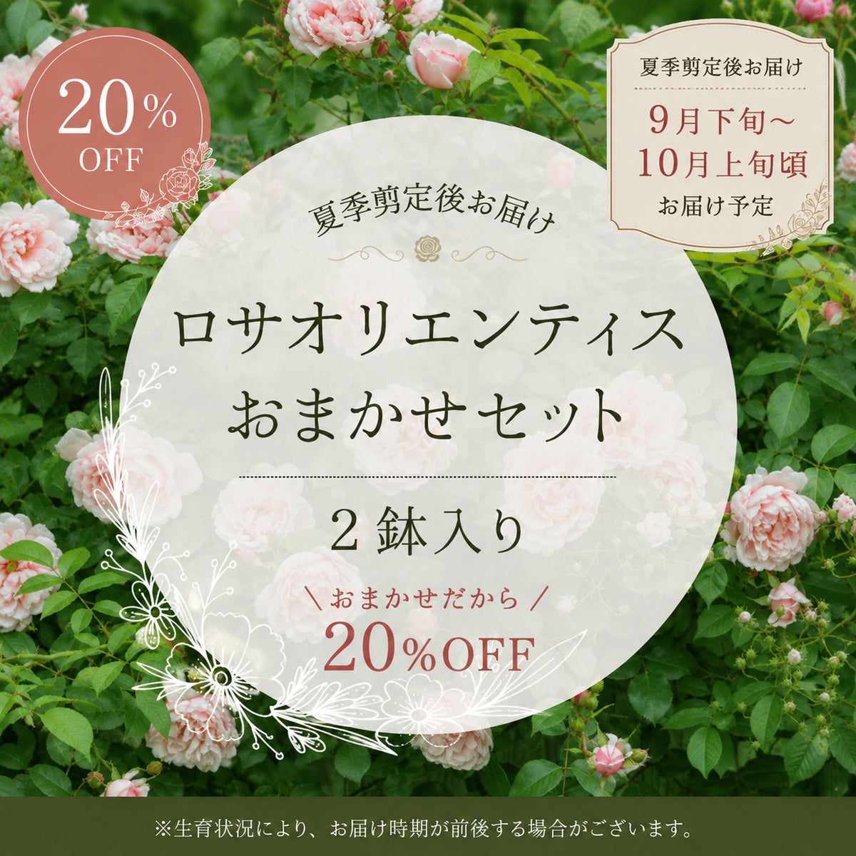 ロサオリエンティスおまかせセット２鉢入りの商品画像