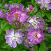 青みを帯びた紫色の花のバラ「ファイルヘンブラウ」の画像