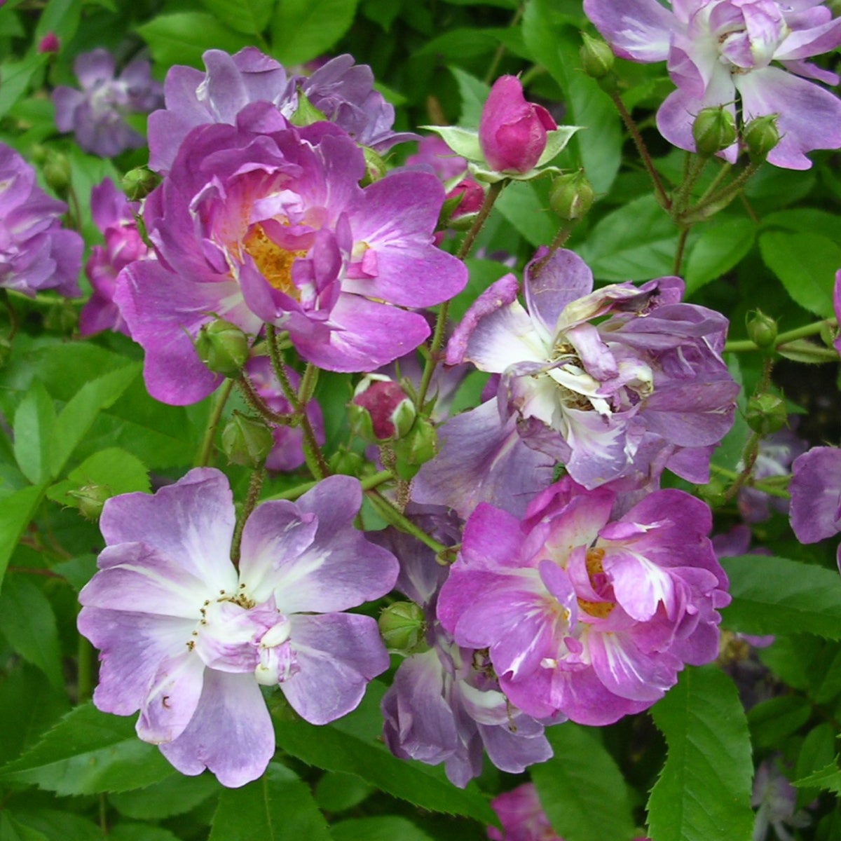 青みを帯びた紫色の花のバラ「ファイルヘンブラウ」の画像