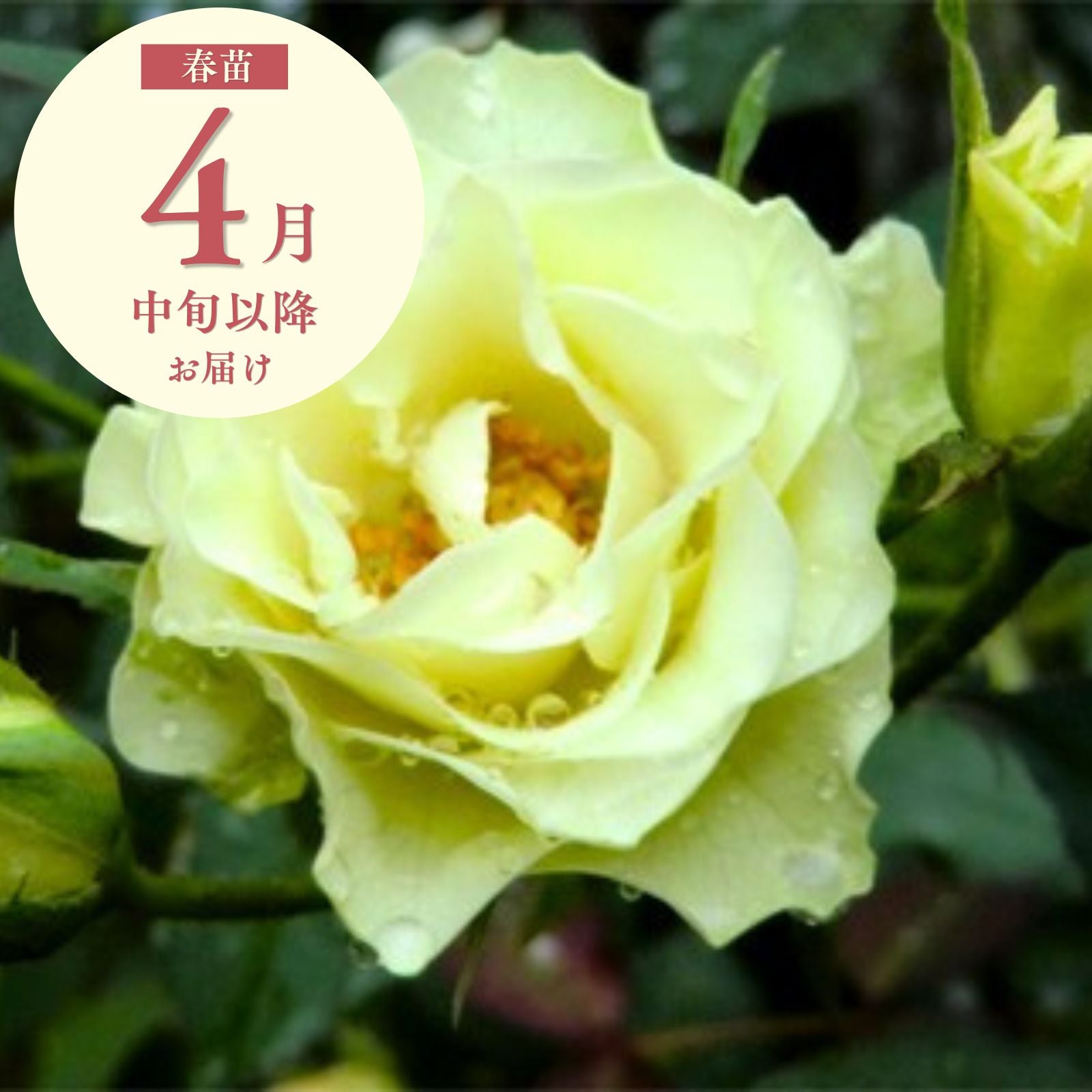 稀少バラ開花苗 緑光]春苗|バラと庭あそび京阪園芸公式オンラインショップ
