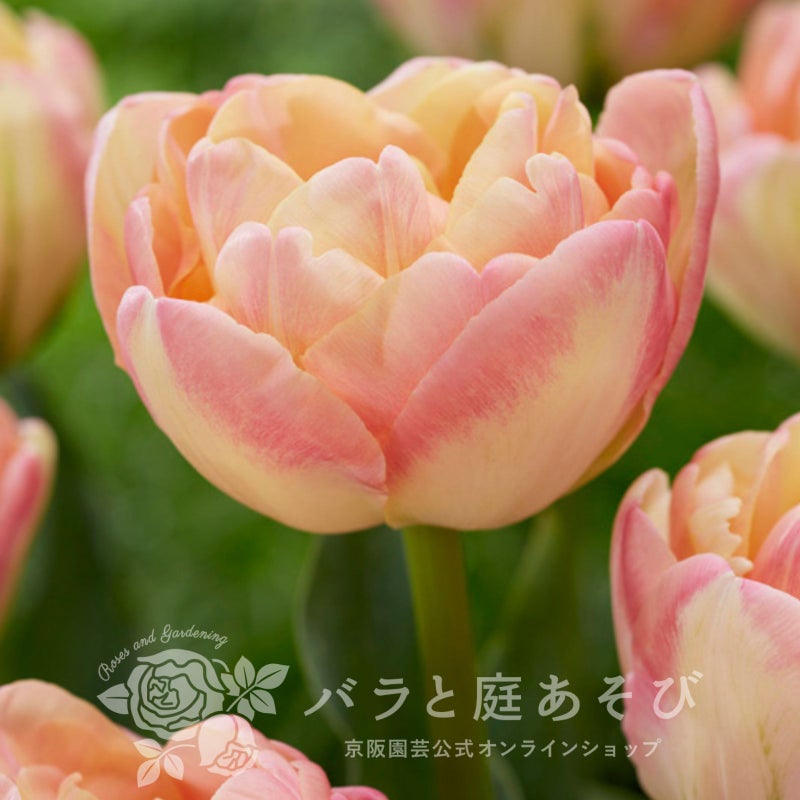  チューリップ[クリームアップスター]の画像