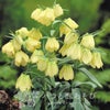 フリチラリア[パルディフローラ]の画像