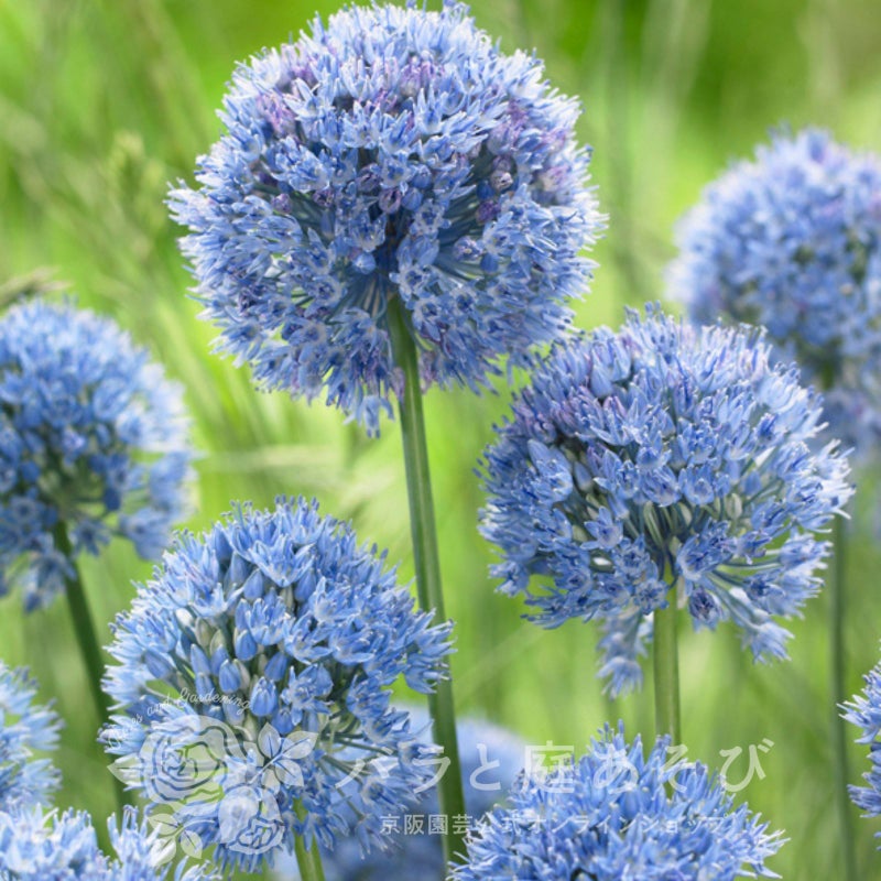 アリウム[カエルレウム]の画像