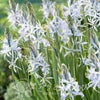カマッシア[クシキー]の画像