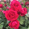 クリムゾンレッドの中輪花「グランディール」の画像