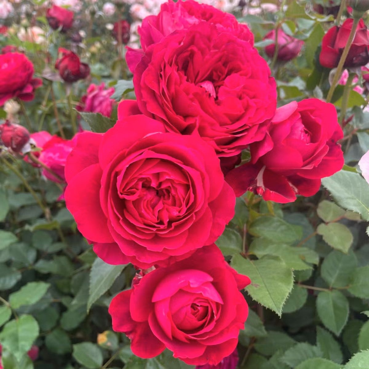 クリムゾンレッドの中輪花「グランディール」の画像