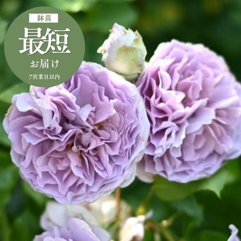 レヴリ]鉢苗｜バラと庭あそび京阪園芸公式ショップ