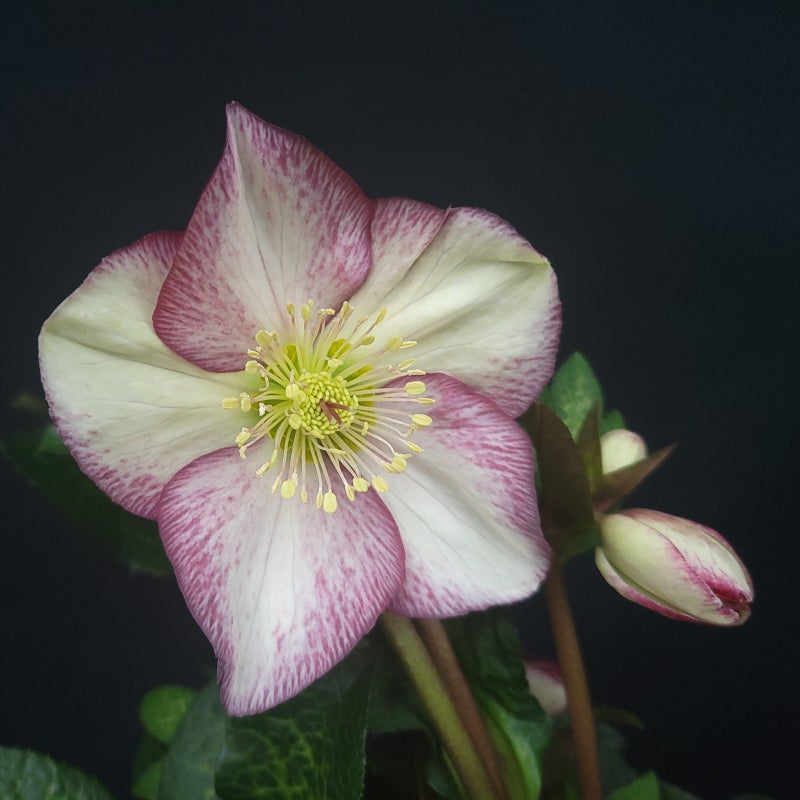 [氷の薔薇マーシーマーブル]クリスマスローズ苗