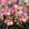 クリスマスローズ苗[氷の薔薇ピンクプロミス]の画像