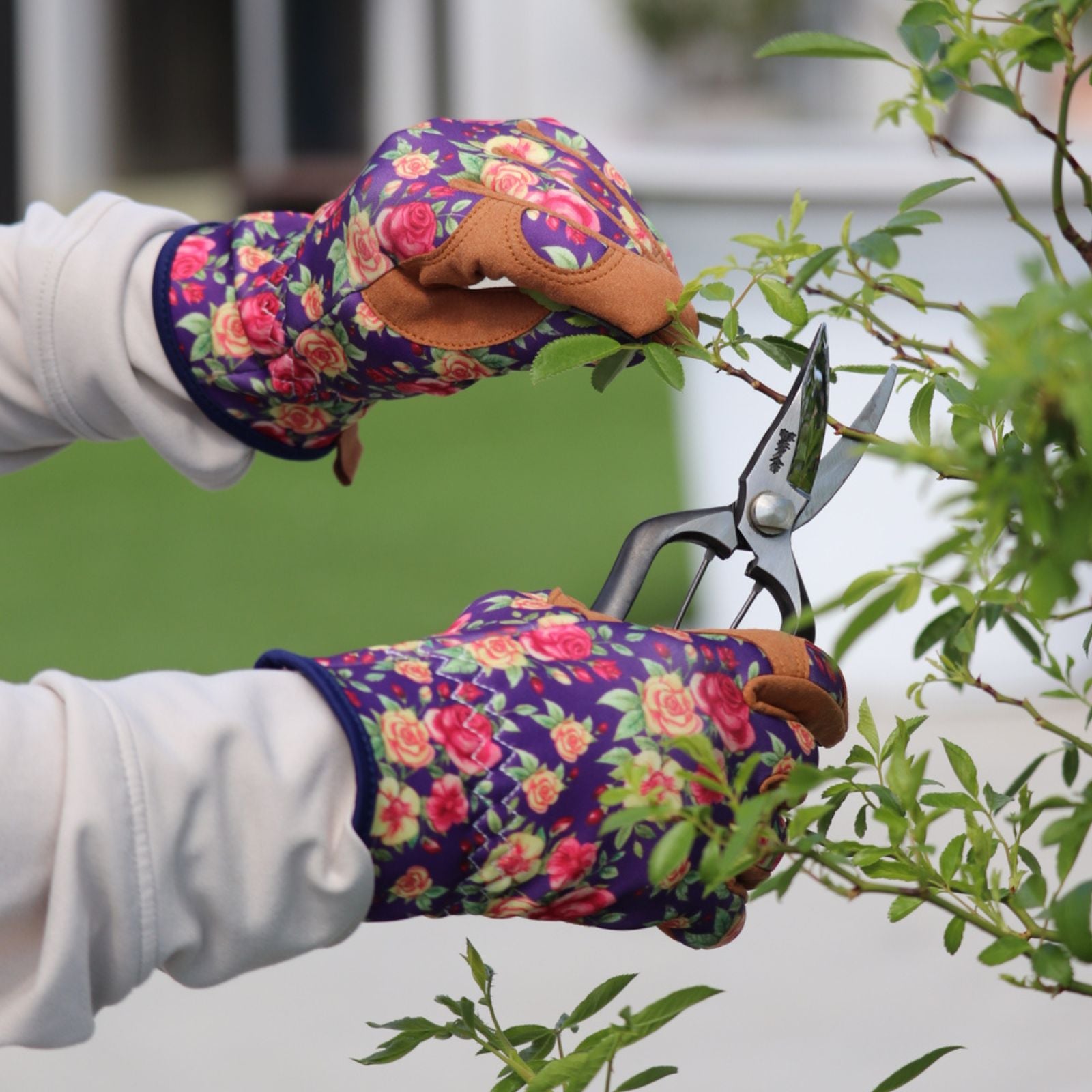 バラのしつけ 6月のお手入れ｜バラと庭あそび京阪園芸公式ショップ 通販