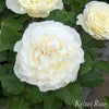 白の大輪花「パールイヤリング」の画像